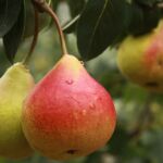 Poire